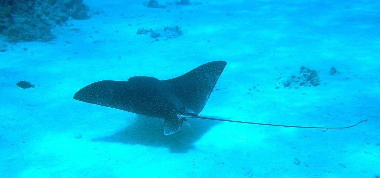 Mantarochen vor Sharm El Sheikh